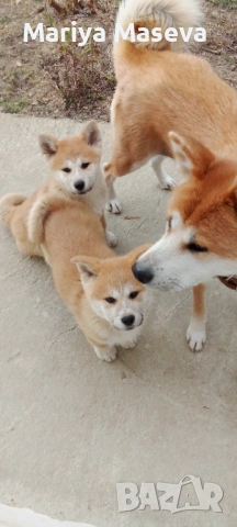 Продавам кученца Акита Ину търсим любящи стопани кученцата са обезпаразитени вътрешно външно с вакси