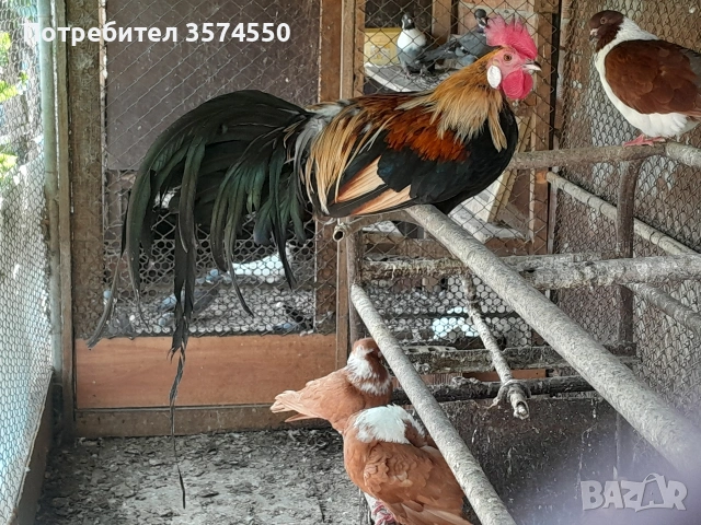 Продавам Феникс , снимка 10 - други­ - 53191179