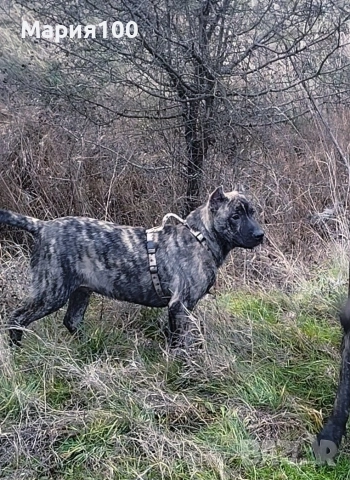 Бриса Канарио Press Canario , снимка 3 - Други - 53171352