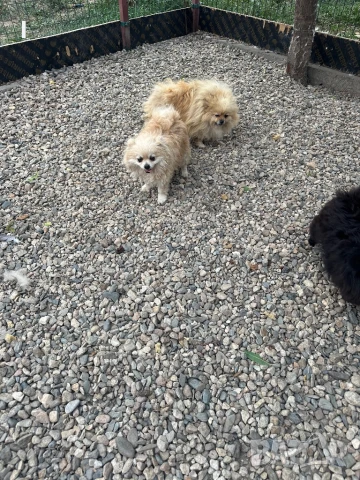 Померан , снимка 4 - Померан - 51081313