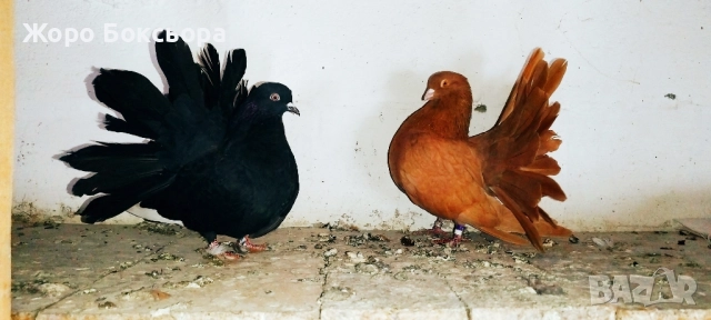 Двойка Фенерлии , снимка 1