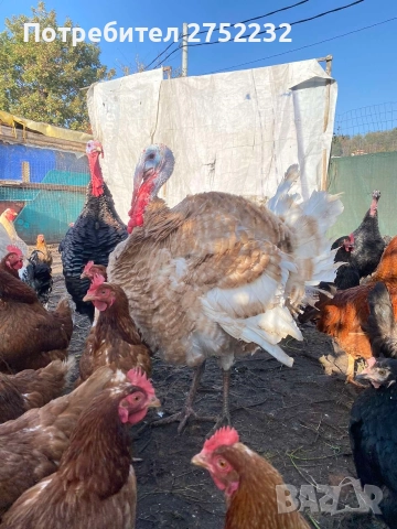 домашни пуйки , снимка 3 - Кокошки и пуйки - 52631341