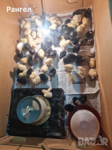 Свободни Пилета