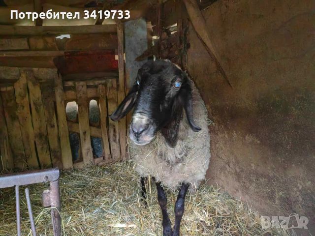 Черноглав овен , снимка 2 - Овце - 45864295