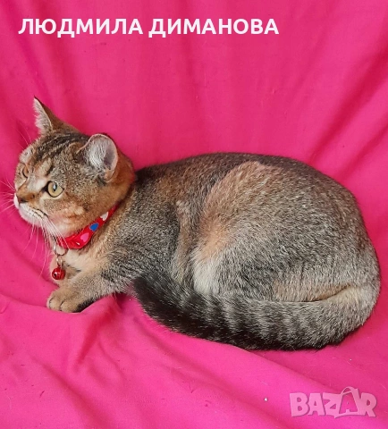 Шотландско женско Златна чинчила , снимка 2 - Британска късокосместа - 53418453