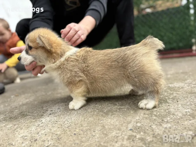 Сладки Уелски Коргита Пембрук - внос, снимка 7 - Други - 36192430