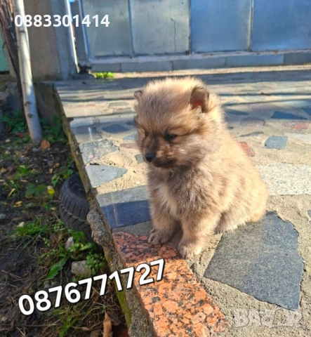 Померан кученца , снимка 2 - Померан - 49063312