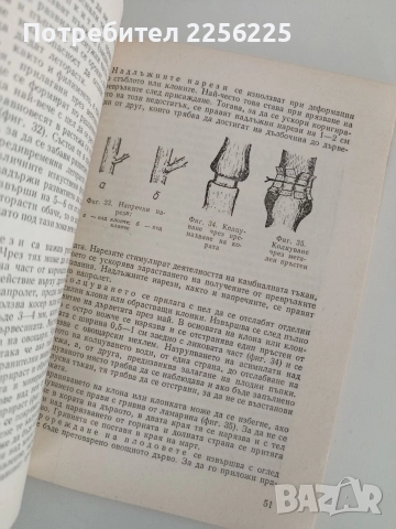 Декоративно овощарство, снимка 2 - Специализирана литература - 52920689