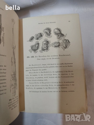 Антикварен медицински атлас по Анатомия (1875 г.) – Dr. Heitzmann 1875 год. , снимка 11 - Антикварни и старинни предмети - 53618907
