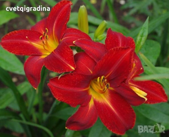 Hemerocallis Anzac(Хемерокалис Анзак), снимка 1