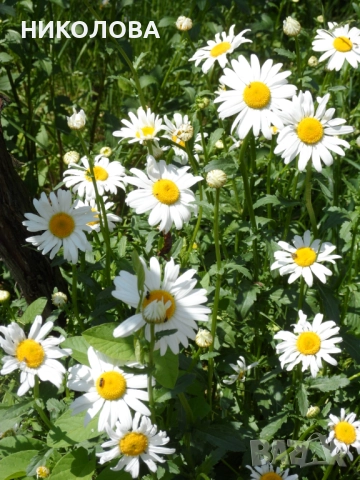 ГРАДИНСКА  МАРГАРИТА