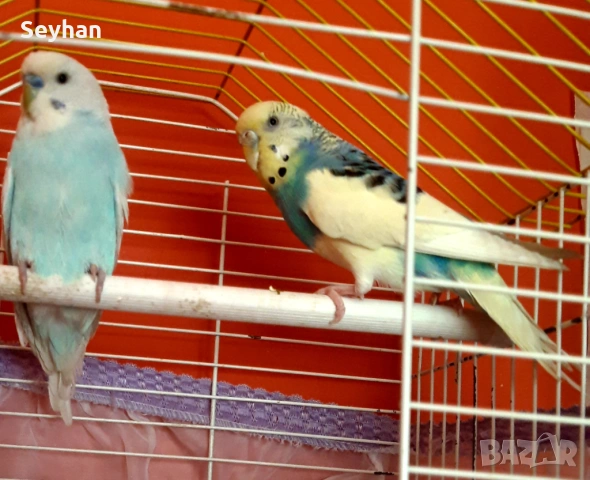  Чифт папагали с кледка, снимка 2 - Папагали - 53615504