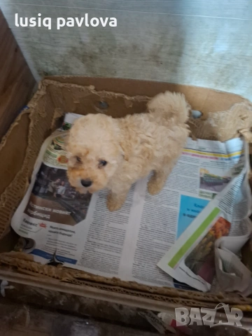 Пудел той, снимка 16 - Пудели - 53214749