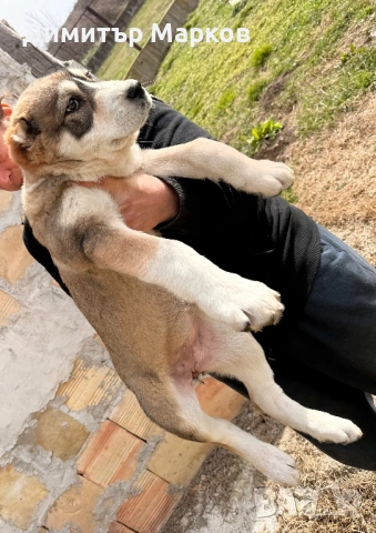 АЛАБАЙ(САО)-женско, снимка 2 - Алабай - 53439801