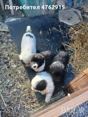 Продавам чистокръвни каракачани,две мъжки са свободни тел.0895458908