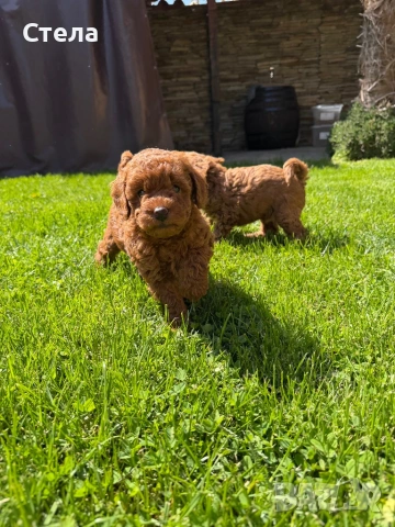 Пудел, снимка 3 - Търси партньор - 54266797