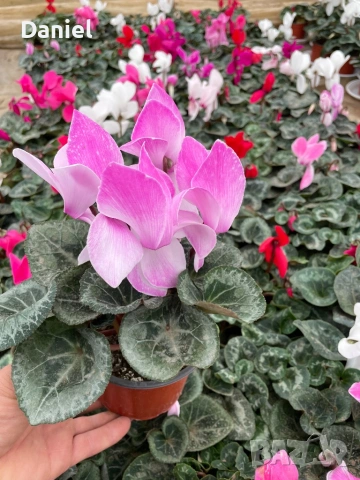 Циклама , снимка 4 - Градински цветя и растения - 53354452