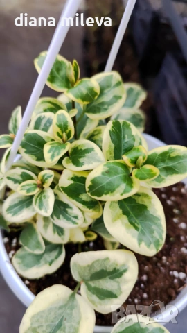 Кошница с вариегатна Винка, Vinca major Variegata