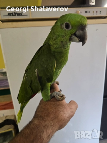 Продавам ръчно хранени бебета Жълтоврата Амазона , снимка 3 - Папагали - 51804240
