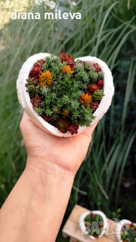 Гипсокерамични крила с формата на сърце и с живи студоустойчиви сукуленти!, снимка 8 - Декорация за дома - 52435989