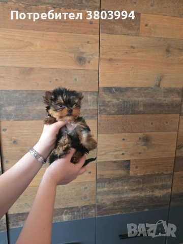 Чистокръвно Мини момиченце, снимка 8 - Йоркширски териер - 54243156