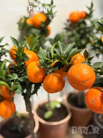 Мандарина, снимка 2 - Стайни растения - 53473723