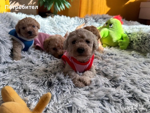 Той пудели , снимка 4 - Пудели - 53763852