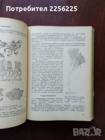 Практическо ръководство по систематика на растенията , снимка 4 - Специализирана литература - 50427539