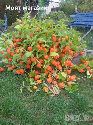Физалис - physalis, снимка 11 - Градински цветя и растения - 53650459
