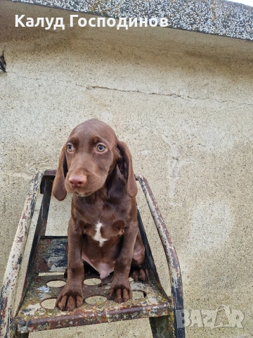 Продавам кученца, снимка 3 - Други - 53426117