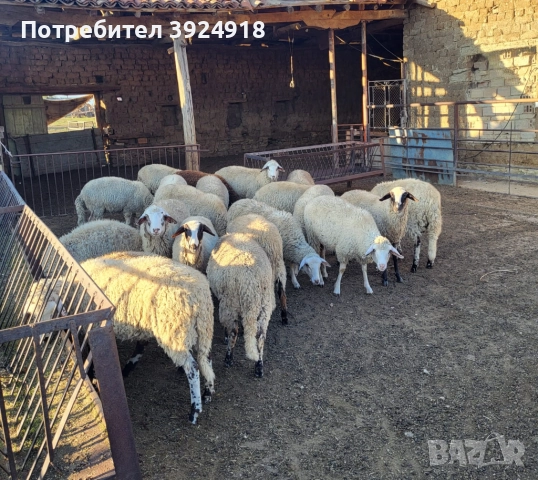 Продавам Агнета 38кг нагоре , снимка 2 - Овце - 52354900