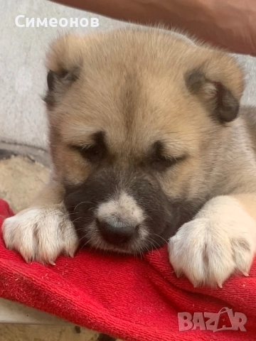 Кангал,кангалчета ,кучета, снимка 1