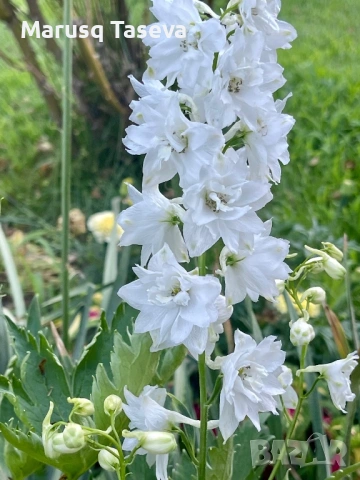 Делфиниум -10 вида , снимка 6 - Градински цветя и растения - 53818064