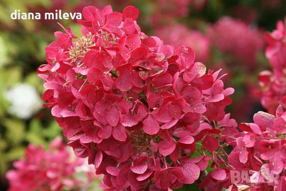 Хортензия Червен Диамант, Hydrangea paniculata Diamond Rouge, за супер слънце, снимка 4 - Градински цветя и растения - 46062315