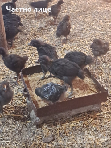 Пилета супер харко, снимка 4 - Кокошки и пуйки - 53442340