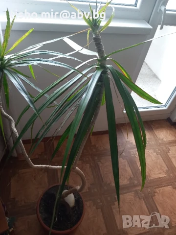 Палма драцена , снимка 2 - Стайни растения - 50517440