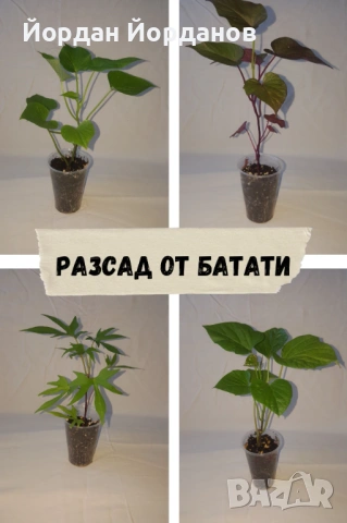 ЕКО Разсад за Батати (Сладки картофи) - 7 сорта, Реколта 2026