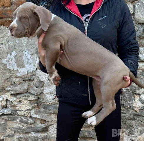 Американско були хл American bully XL, снимка 13 - Други - 51978331