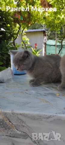 Подаряват се 2 Британчета мъжко и женско на 3 месеца . Имат изградени навици със ваксина. , снимка 1