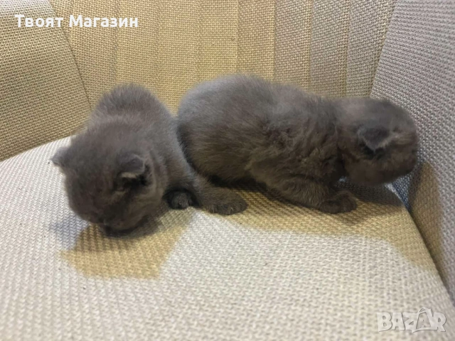 Малки пухкави съкровища търсят своя нов дом! 🐾, снимка 8 - Британска късокосместа - 53889145