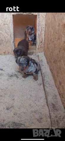 Дакел, снимка 3 - Дакели - 52966616