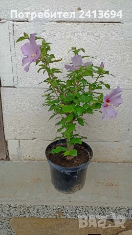 hibiscus syriacus дървовидна ружа , снимка 3 - Градински цветя и растения - 54031974