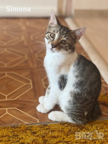 Подарявам две котенца , снимка 1