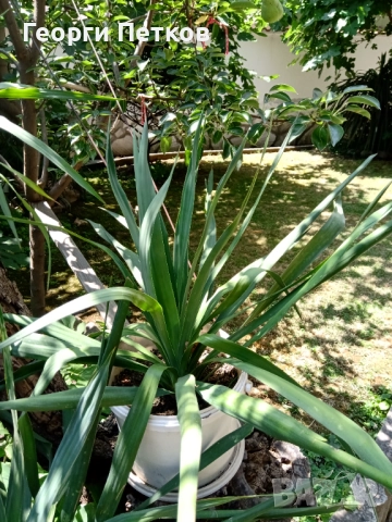 Студоустойчива палма Юка,дворна, снимка 5 - Градински цветя и растения - 52918084