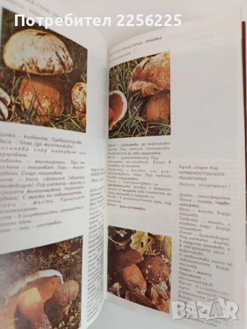 ЛОТ Гъбарство, снимка 5 - Специализирана литература - 51794307