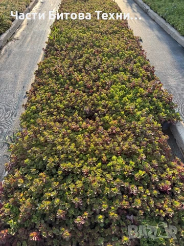Седум/Sedum, снимка 1