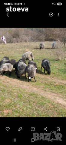 Продавам агнета, снимка 2 - Овце - 53850892