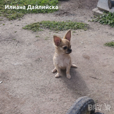 Супер мини чихуахуа