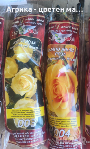 РОЗИ корени НОВО ЗАРЕЖДАНЕ от лицензиран разсадник , снимка 9 - Градински цветя и растения - 42675882