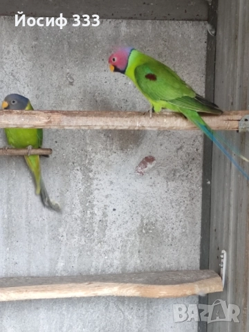 Продавам папагали Александър 